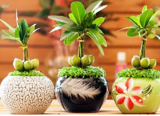 phong thủy phòng khách cho người mệnh kim