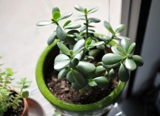 mẹo bài trí phong thủy