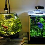 Ưu điểm của hồ cá cảnh mini