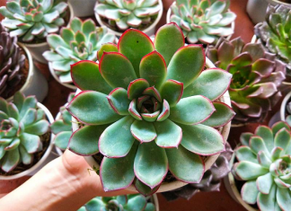 Cách lựa chọn cây sen đá phong thủy hợp mệnh