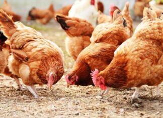 Mơ thấy con gà đánh con gì chính xác?
