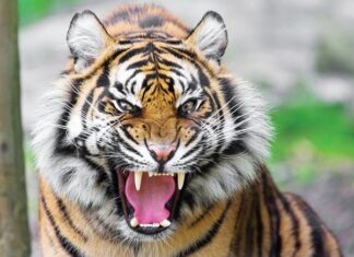 Giải mã bí ẩn điềm báo trông thấy con hổ và con số may mắn