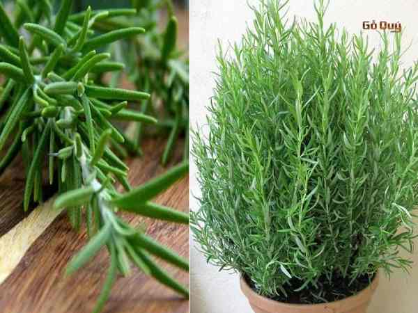 Cây hương thảo hợp mệnh Hỏa và mệnh Mộc: