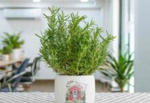 cây hương thảo hợp mệnh gì