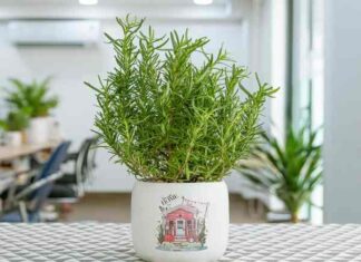 cây hương thảo hợp mệnh gì