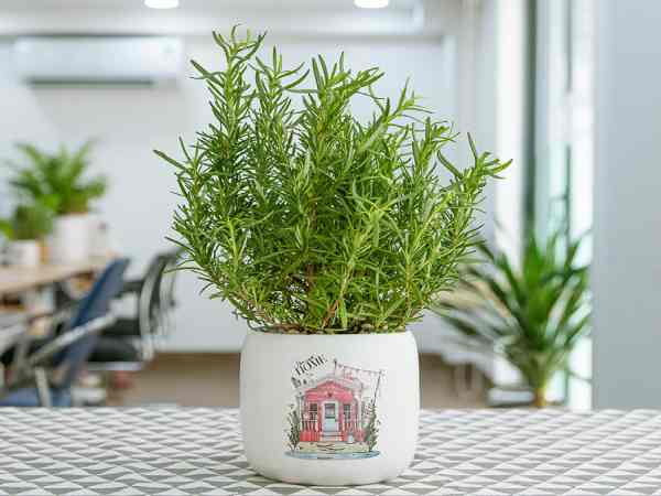 Tìm hiểu cây hương thảo hợp mệnh gì và ý nghĩa thế nào?
