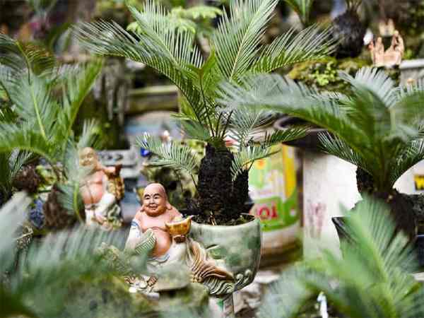 Tác dụng cây vạn tuế trong đời sống