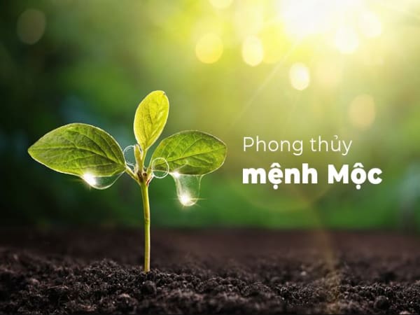 Tìm hiểu người mệnh Mộc sinh năm nào